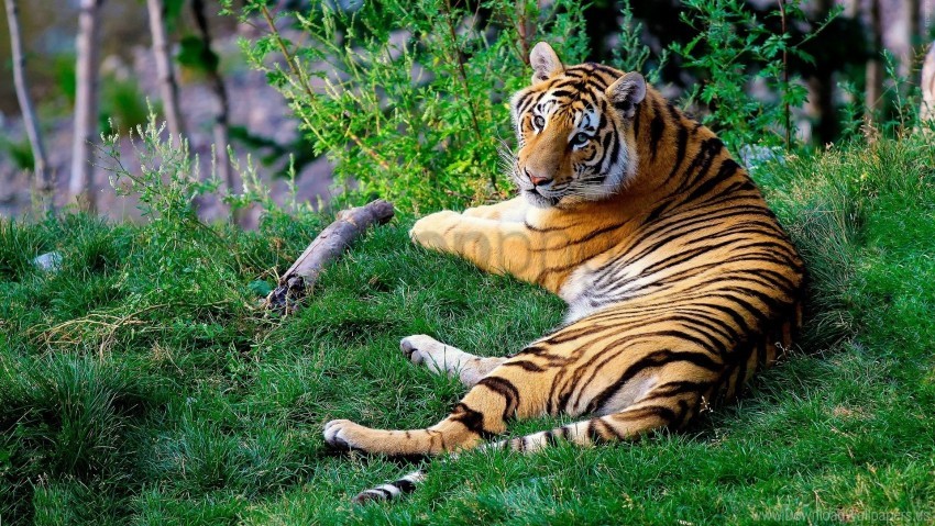 bengal tigers, grass, predator wallpaper background best stock photos |  TOPpng