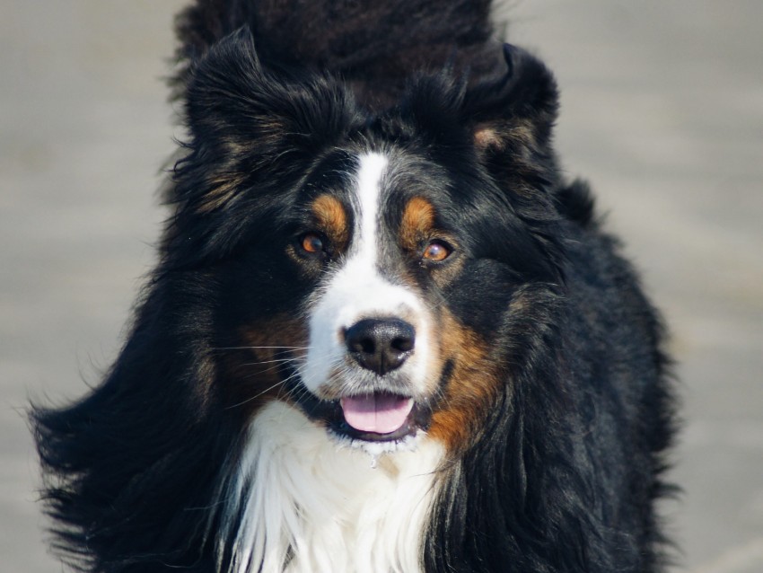 bernese mountain dog, dog, protruding tongue, pet