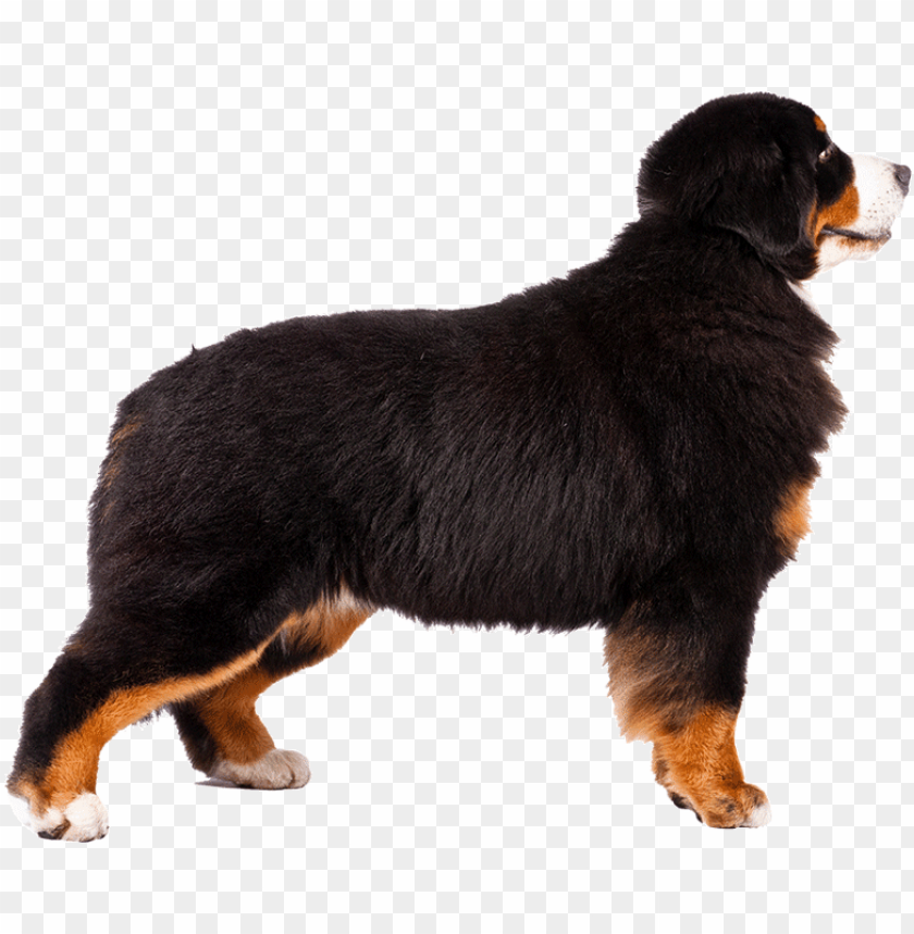 bernese mountain dog png