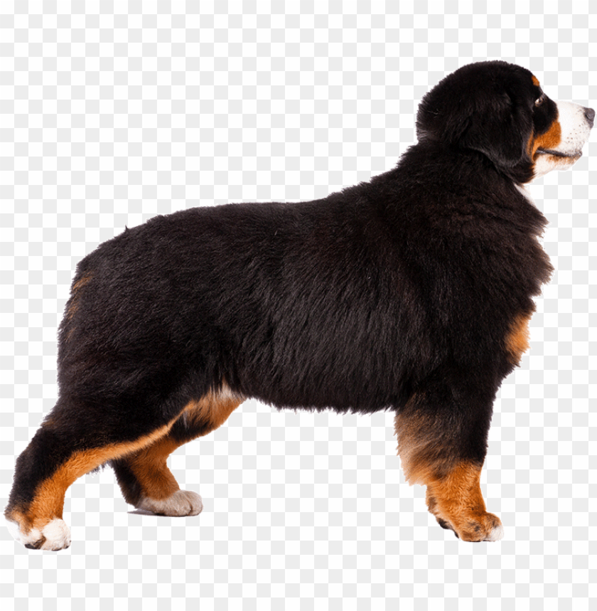 Free Free 341 Bernese Mountain Dog Svg Free SVG PNG EPS DXF File