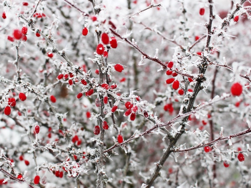 berries, frost, branches, red, winter, spines
