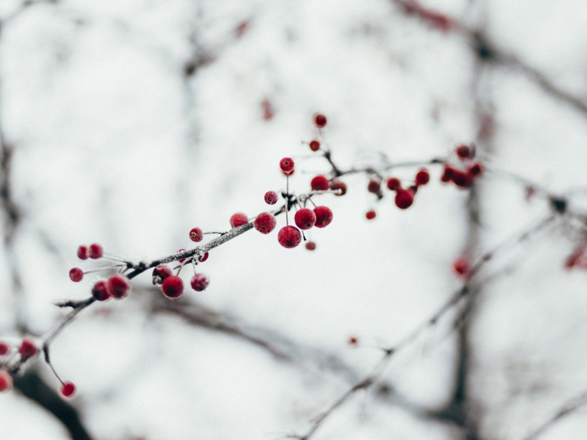 berries, red, frozen, branch
