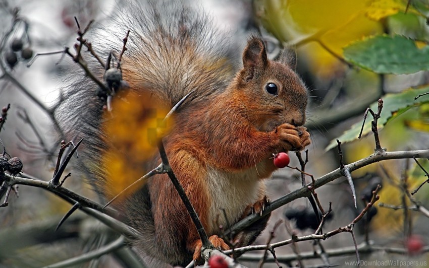 Berry Branch Food Squirrel Wallpaper Background Best Stock Photos