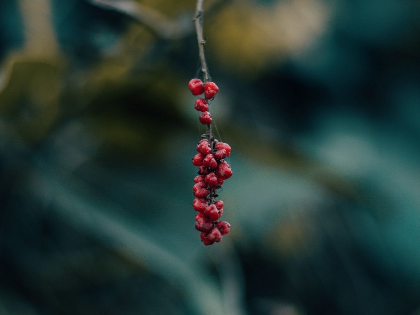 berry, branch, macro, blur