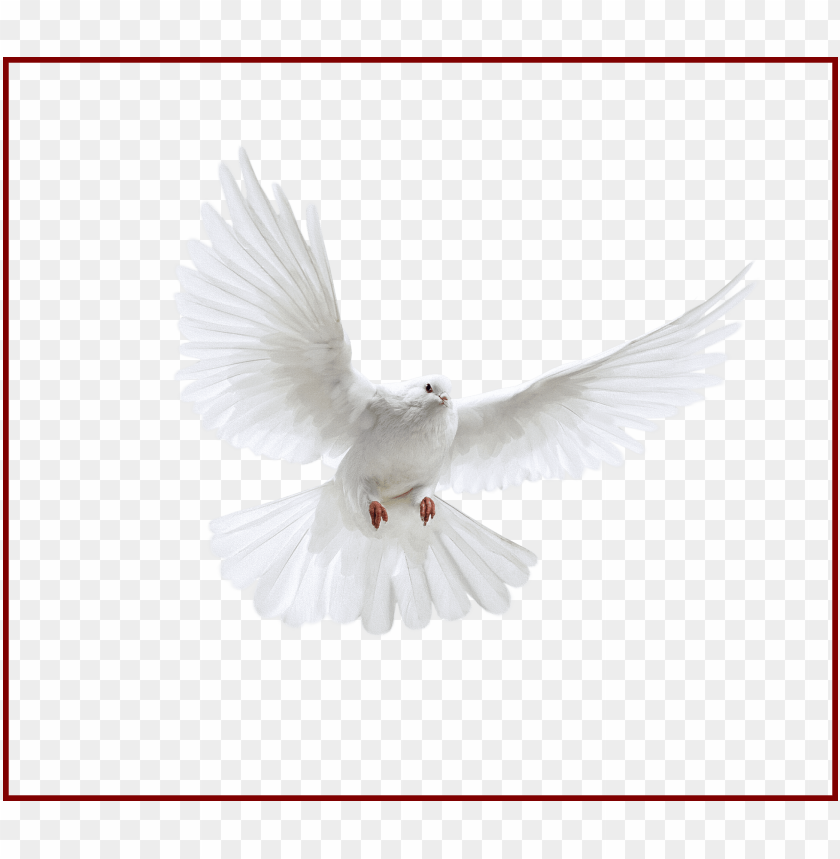 best holy spirit dove clip art of flying in front you uçan beyaz güvercin PNG transparent with Clear Background ID 305478