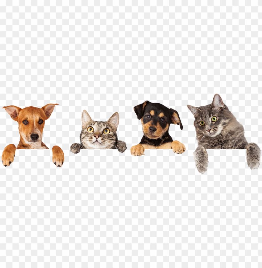 Pet Wallpapers - Top Free Pet Backgrounds - WallpaperAccess