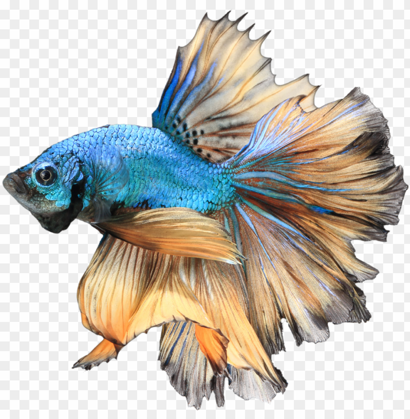 Download Betta Png Free Download Betta Png Image With Transparent Background Toppng