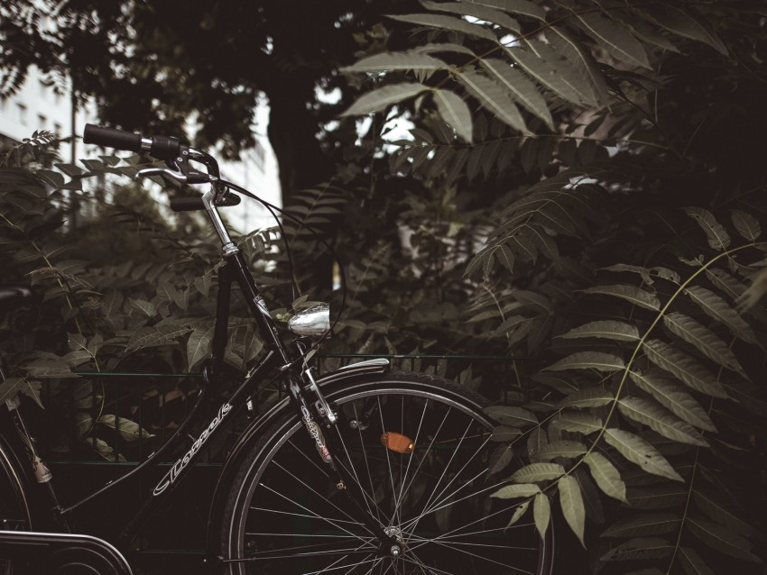 bicycle, branches, leaves, trees, dark