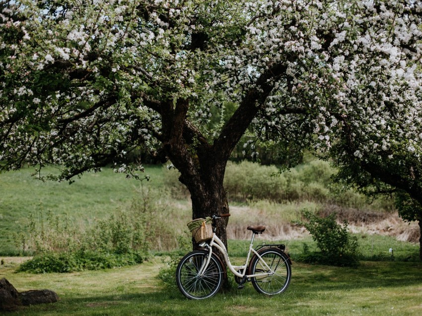 bicycle, tree, apple tree, bloom, flowers