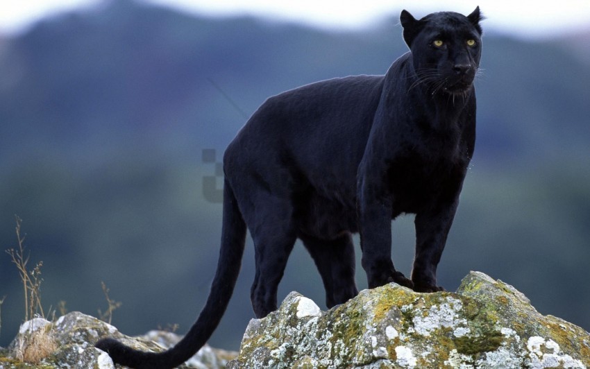 Big Cat Black Moss Panther Stones Wallpaper Background Best Stock Photos