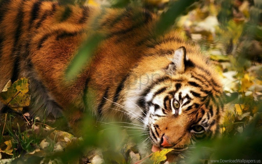 big cat blur grass leaves muzzle predator tiger wallpaper background best stock photos - Image ID 159882