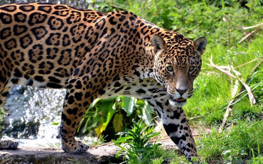 Big Cat Carnivore Climb Grass Jaguar Wallpaper Background Best Stock Photos