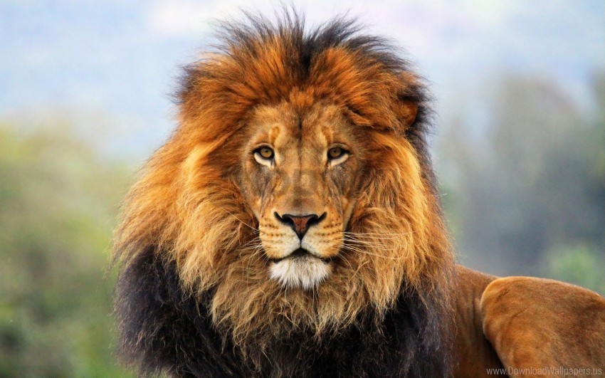 Big Cat Carnivore Eyes King Of Beasts Lion Mane Waiting Wallpaper Background Best Stock Photos