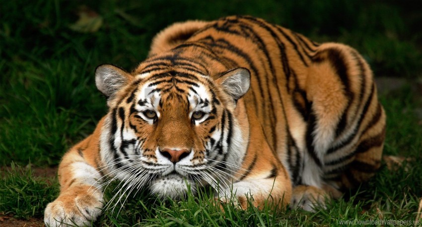 Big Cat Carnivore Face Tiger Walk Wallpaper Background Best Stock Photos