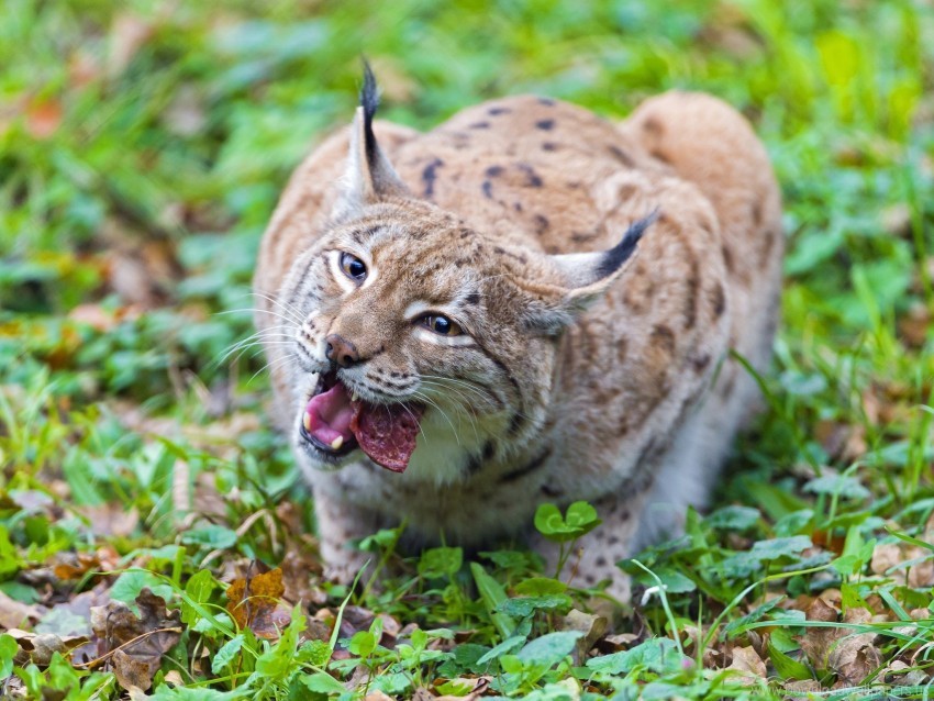 Big Cat Carnivore Food Grass Lynx Meat Wallpaper Background Best Stock Photos