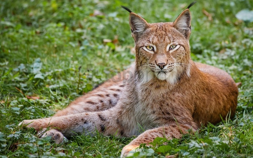 Big Cat Carnivore Grass Lie Lynx Wallpaper Background Best Stock Photos