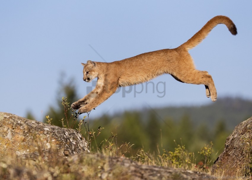 big cat carnivore grass lynx wallpaper background best stock photos - Image ID 149644