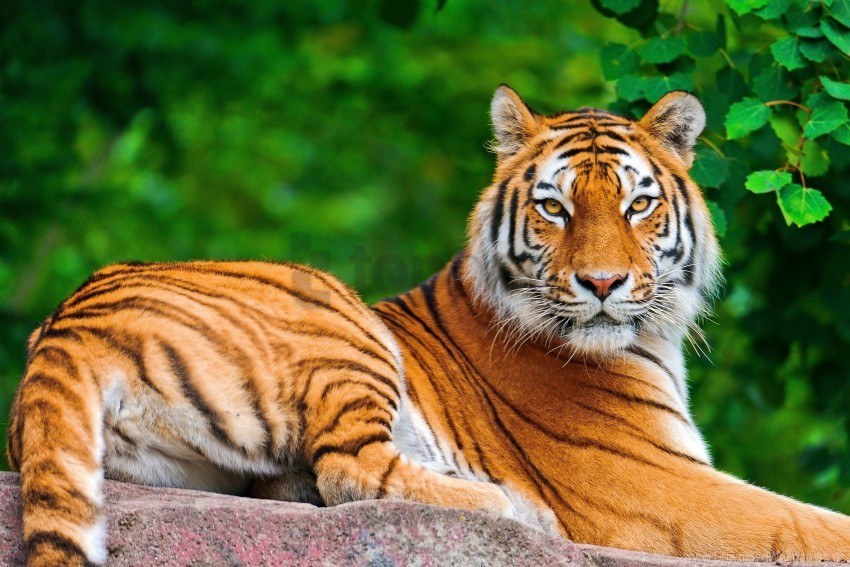 Big Cat Carnivore Lie Stone Tiger Wallpaper Background Best Stock Photos