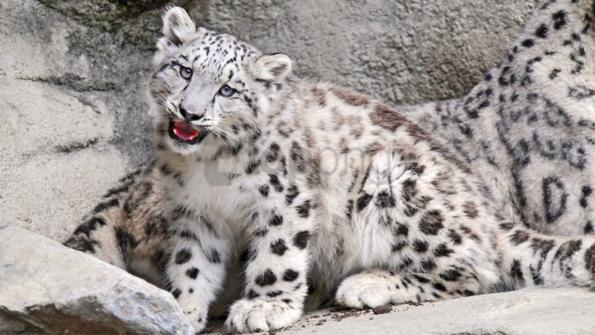 Big Cat Carnivore Muzzle Snow Leopard Wallpaper Background Best Stock Photos