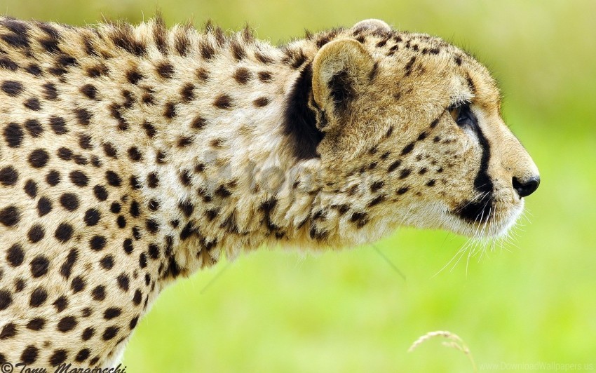 big cat cheetah face predator spotted wallpaper background best stock photos - Image ID 150623