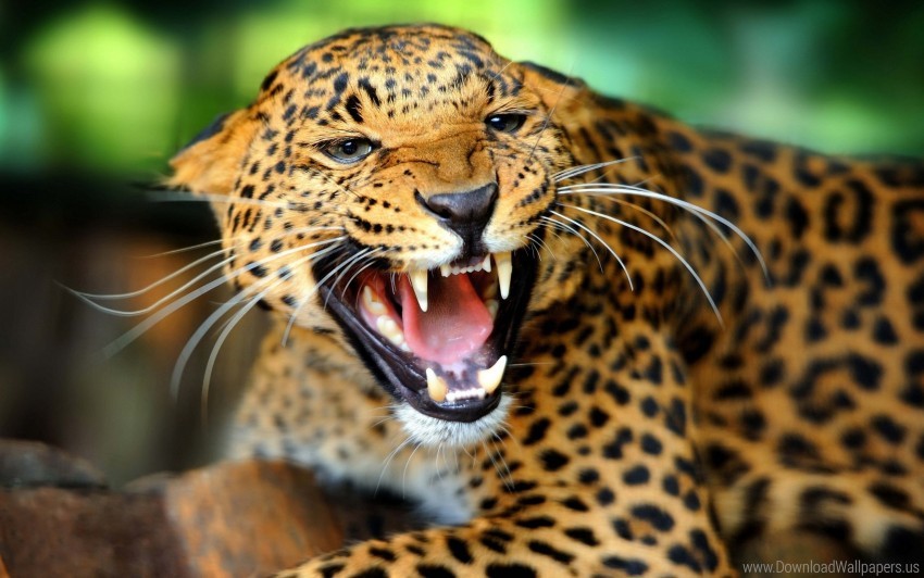 big cat, cheetah, look, predator, teeth wallpaper background best stock  photos | TOPpng