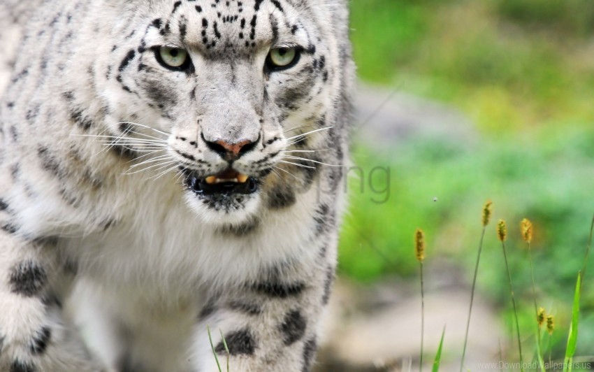 Big Cat Color Eyes Predator Snow Leopard Wallpaper Background Best Stock Photos