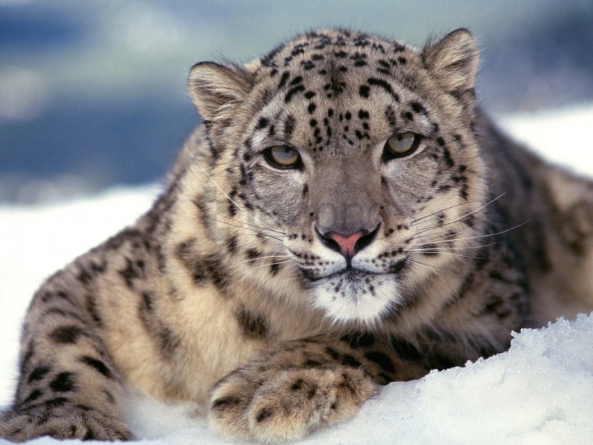 big cat, color, predator, snow leopard
