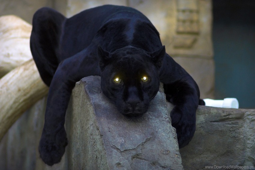 big cat, dangerous, dark, down, panther, paw, predator wallpaper background  best stock photos | TOPpng