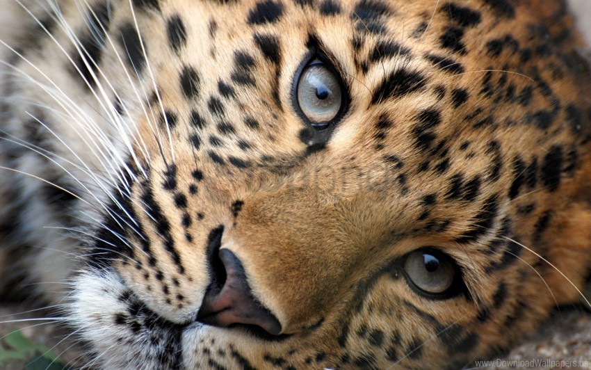 big cat eyes face leopard wallpaper background best stock photos - Image ID 146947