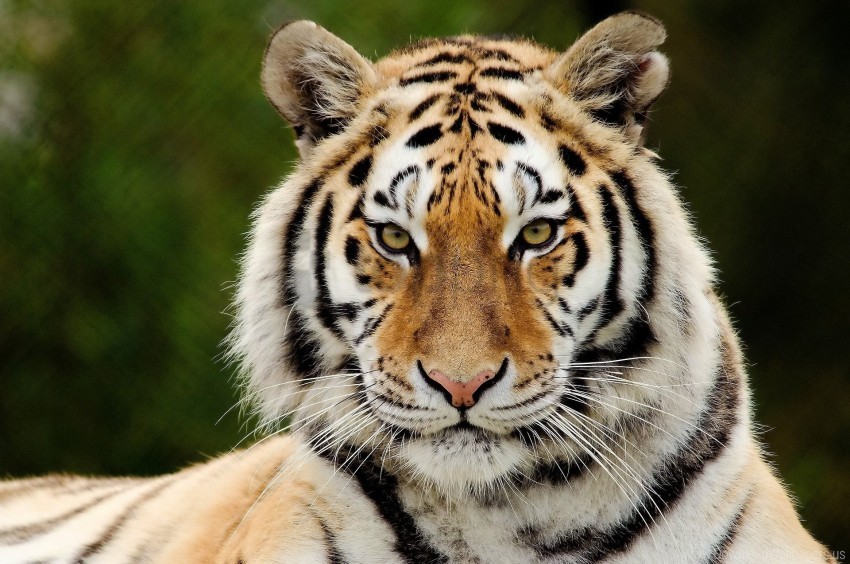 big cat eyes face predator surprise tiger wallpaper background best stock photos - Image ID 149904