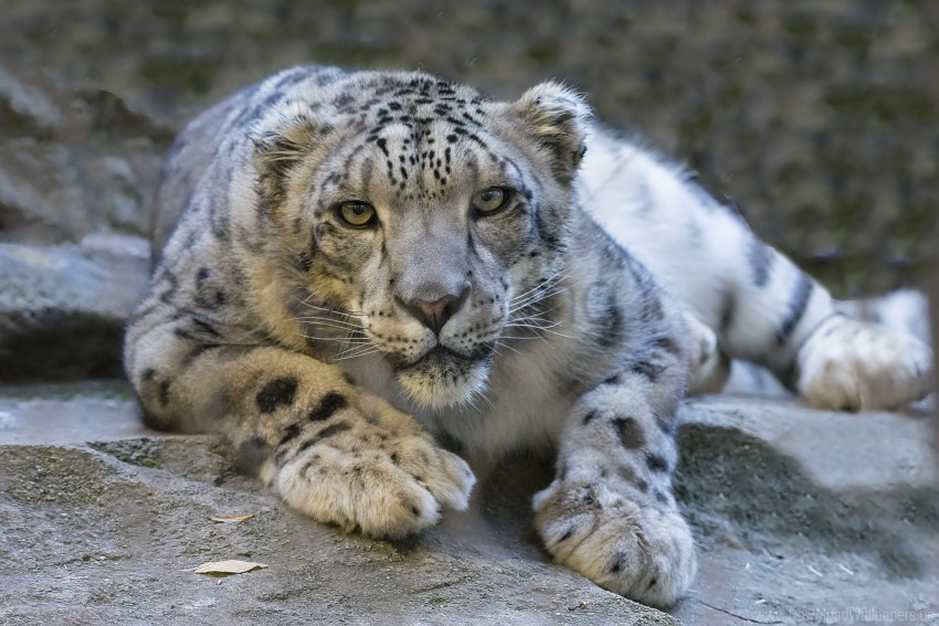 Big Cat Eyes Predator Snow Leopard Wallpaper Background Best Stock Photos
