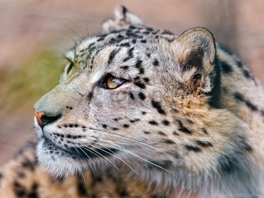 Big Cat, Eyes, Predator, Snow Leopard Wallpaper Background Best Stock Photos