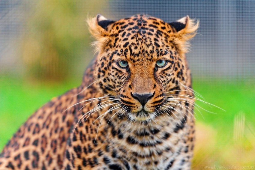big cat face leopard predator spotted wallpaper background best stock photos - Image ID 155563