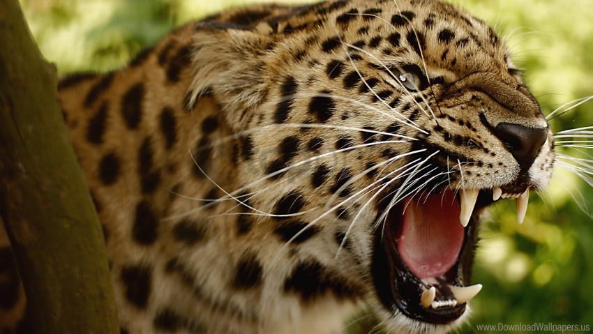 Big Cat Face Leopard Teeth Wallpaper Background Best Stock Photos