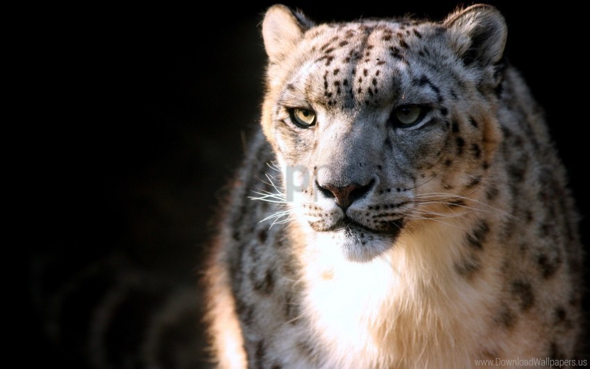 Big Cat, Face, Predator, Snow Leopard Wallpaper Background Best Stock Photos