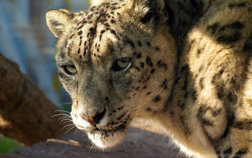 Big Cat Face Predator Snow Leopard Wallpaper Background Best Stock Photos