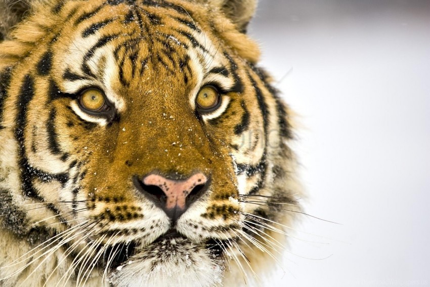 big cat face predator striped tiger wallpaper background best stock photos - Image ID 149929