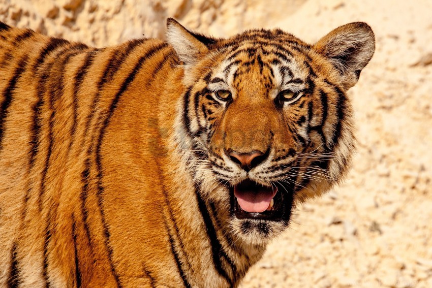 big cat face predator tiger wallpaper background best stock photos - Image ID 150076