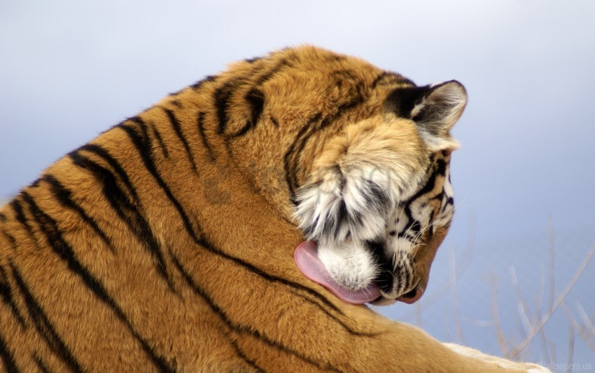 big cat face predator tiger wallpaper background best stock photos - Image ID 155383