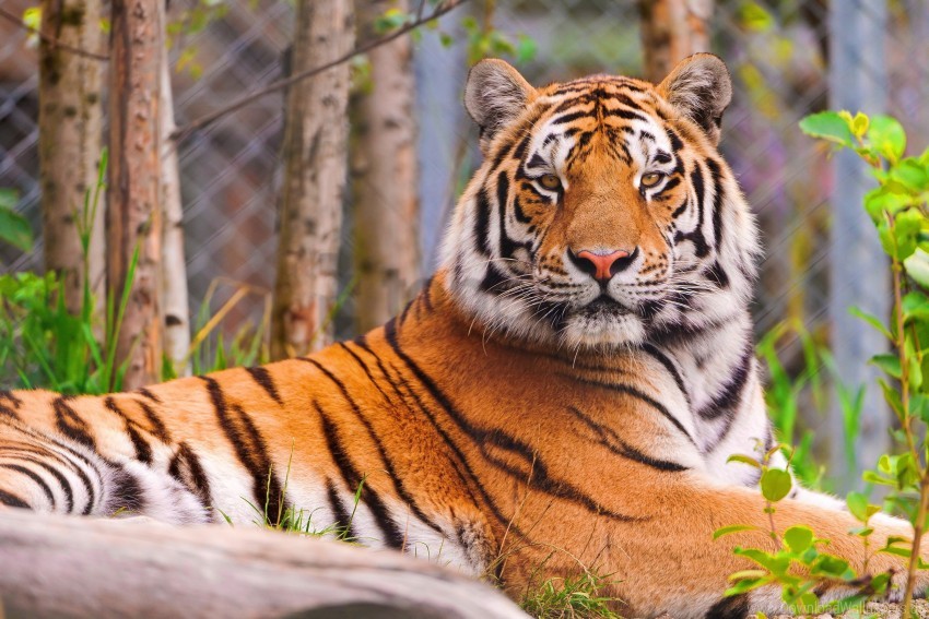 big cat face predator tiger wallpaper background best stock photos - Image ID 156998