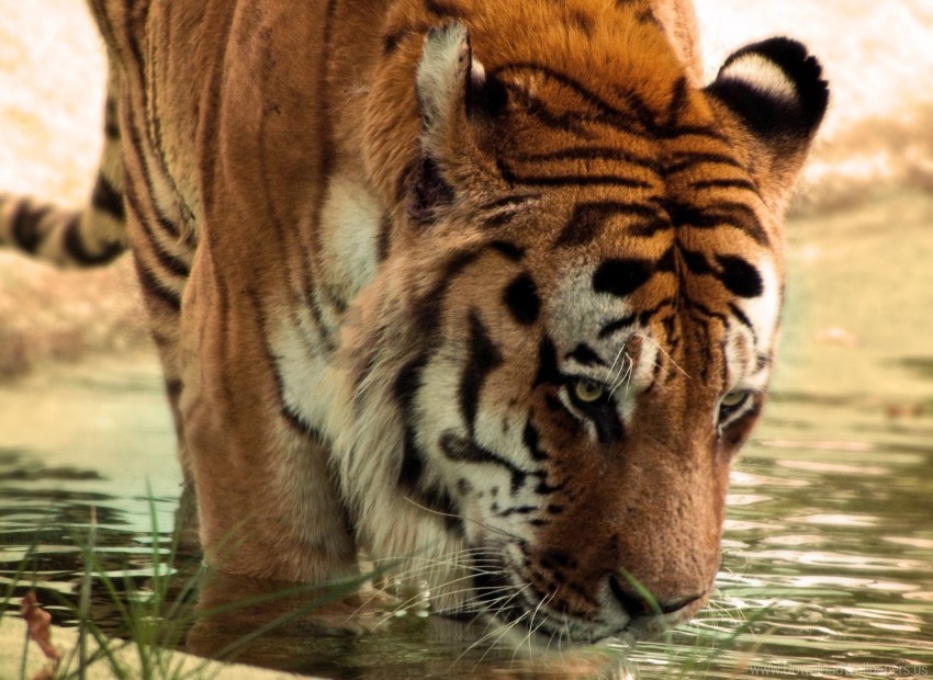 big cat face predator tiger water wallpaper background best stock photos - Image ID 148994