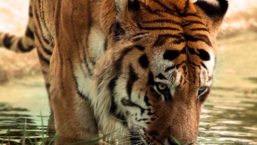 big cat face predators striped tiger wallpaper background best stock photos - Image ID 160154