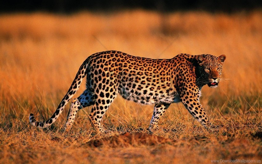 big cat grass hunting leopard predator walking wallpaper background best stock photos - Image ID 157672