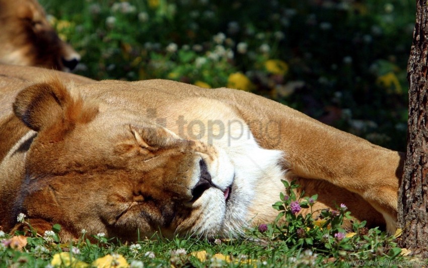 big cat grass lion predator sleep wallpaper background best stock photos - Image ID 160683
