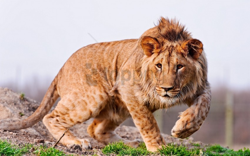 big cat grass lion predator wallpaper background best stock photos - Image ID 147405