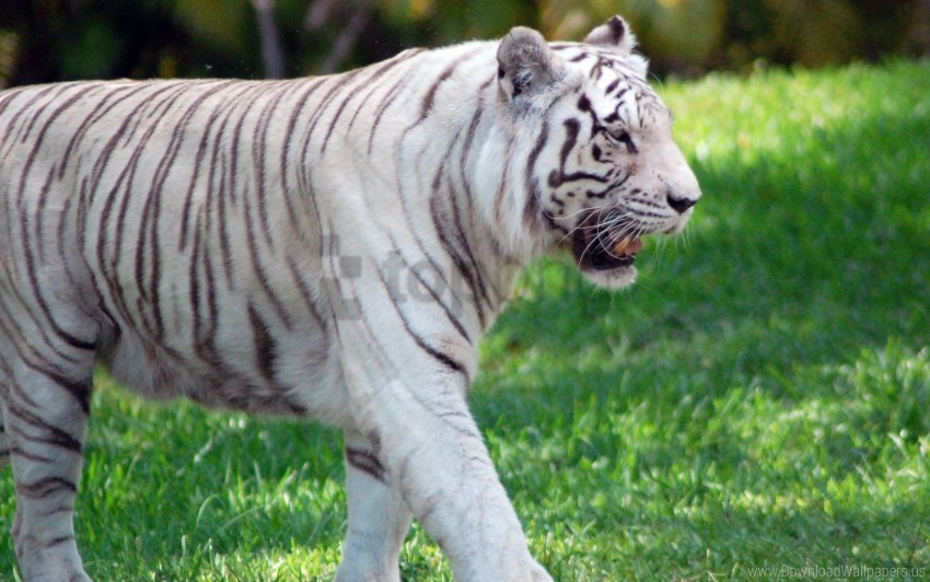 big cat grass predator tiger walk wallpaper background best stock photos - Image ID 160029