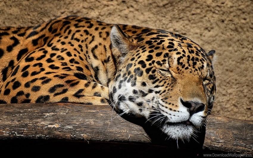 big cat jaguar muzzle sleep wallpaper background best stock photos - Image ID 161293
