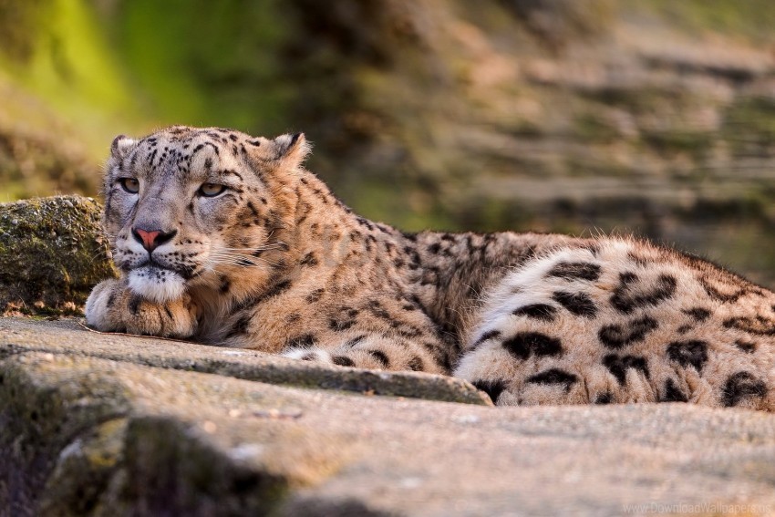big cat leopard look lying predator snow leopard wallpaper background best stock photos - Image ID 148242