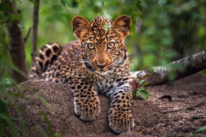 Big Cat Leopard Predator Snout Wallpaper Background Best Stock Photos