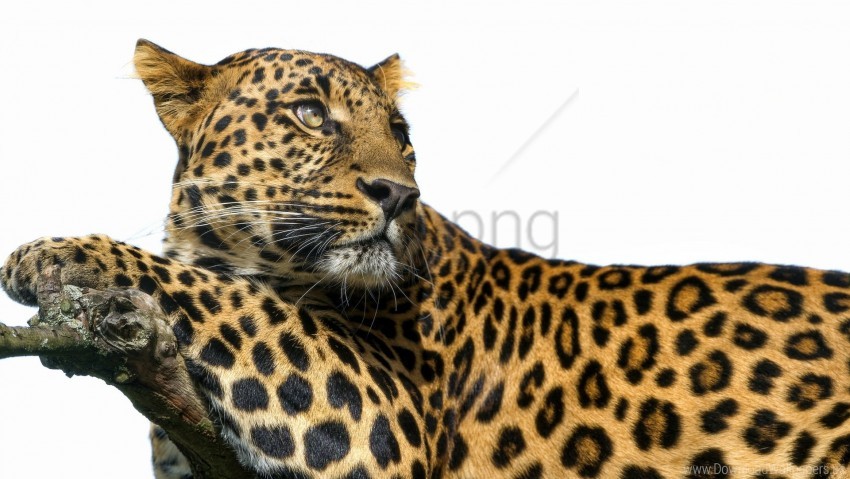 big cat leopard predator spots wallpaper background best stock photos - Image ID 160614